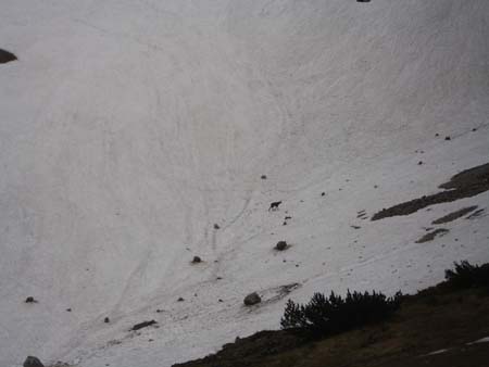 Chiemgau Mai 06 (072)